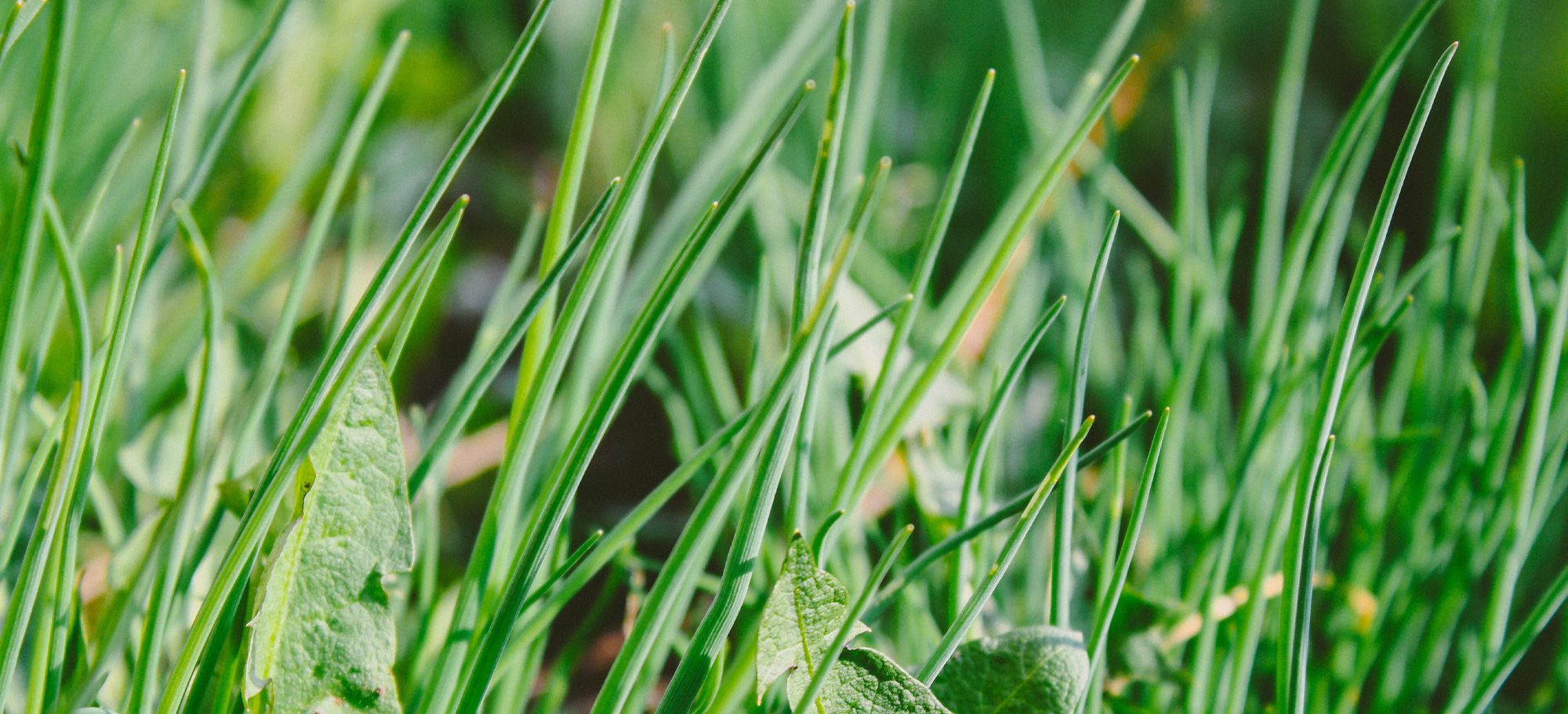 Four Ways to Keep Your lawn care Company Growing